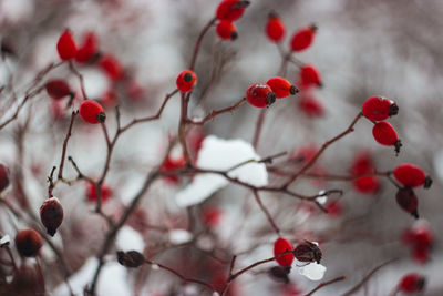 Close-up of red berries on tree