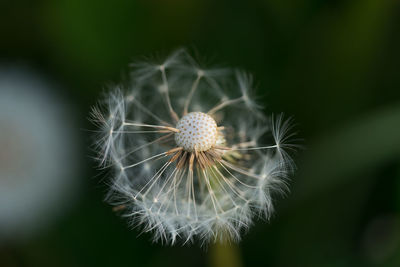 Close-up of dandelion against blurred background