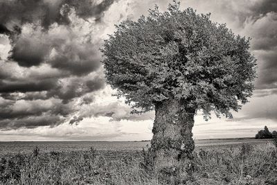 Tree on field against sky