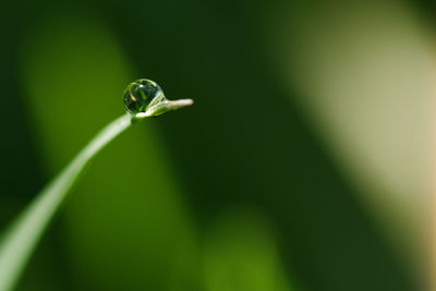 Dew drop macro shot . green toned . nature purity concept