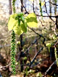 Close-up of fresh green plant