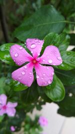 Close-up of water drops on pink leaf