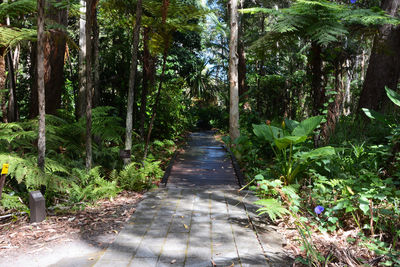 Narrow pathway along trees in forest