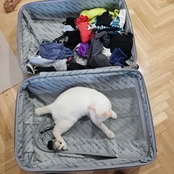 High angle view of cat sleeping on floor