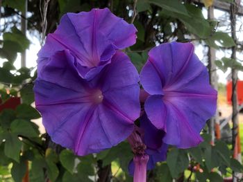 Close-up of purple flowers blooming outdoors