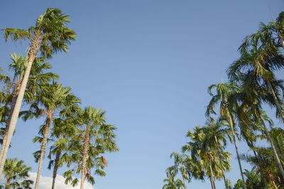 Low angle view of palm trees against clear blue sky