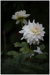 Close-up of white flowering plant against black background