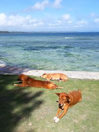 Dogs looking at sea shore