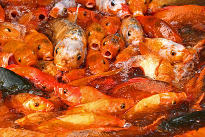 Close-up of koi carps swimming in pond