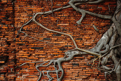 Close-up of a brick wall