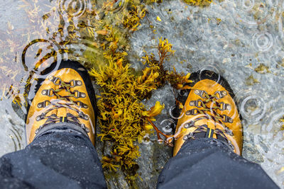 Low section of man standing by seaweed in shallow water