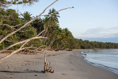 Trees on beach against sky