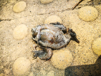 High angle view of shell on sand