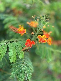 Close-up of orange flowering plant