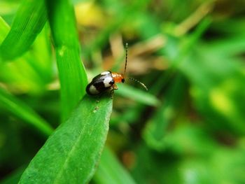 Close-up of ladybug on leaf