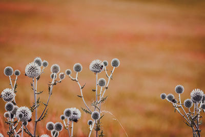 Close-up of flowering plants on field