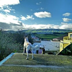 Dog on landscape against cloudy sky