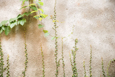 Full frame shot of ivy on wall