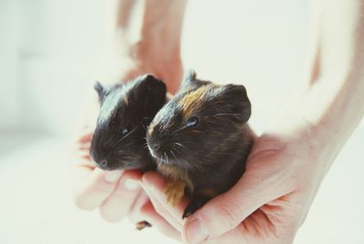 Cropped hands holding guinea pigs