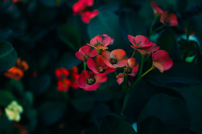 Close-up of pink flowering plants