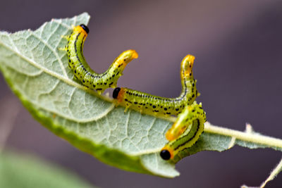 Close-up of insect on leaf