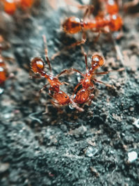 Close-up of ant on rock