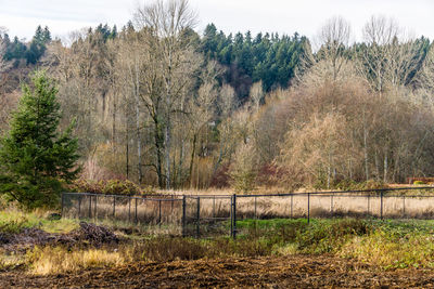 Trees on field by lake against sky