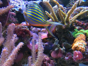 Fish swimming in sea