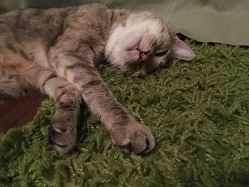 Close-up of cat relaxing on floor