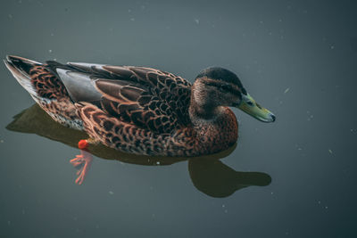 Close-up of mallard duck swimming in lake