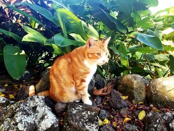 Cat sitting in a plant