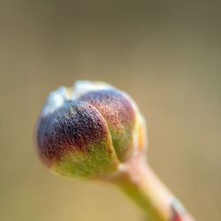 Close-up of flower bud