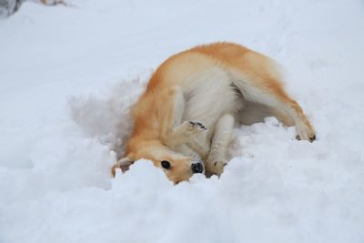 High angle view of a dog on snow