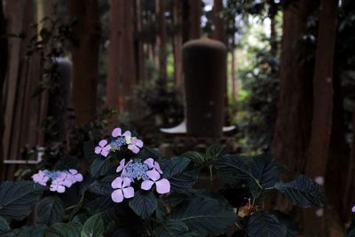 Close-up of flowers against blurred background