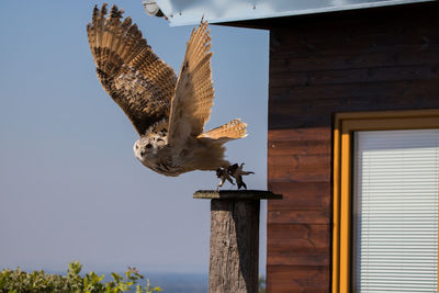 Owl flying from wooden post