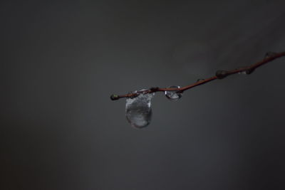 Close-up of water drop on twig