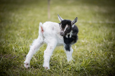 Dog on grass