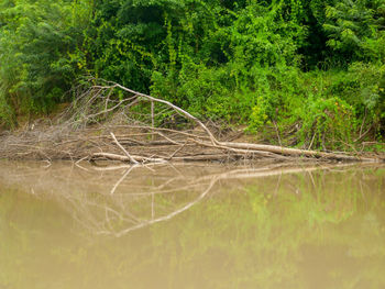 Scenic view of lake in forest