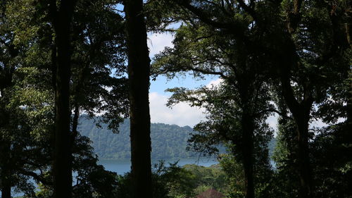 Trees in forest against sky