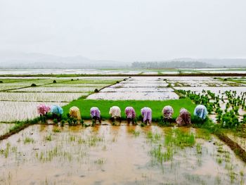 People working in farm