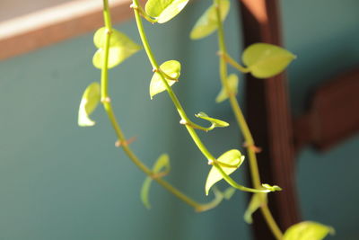 Close-up of flowering plant