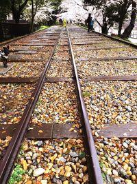 Railroad tracks amidst trees