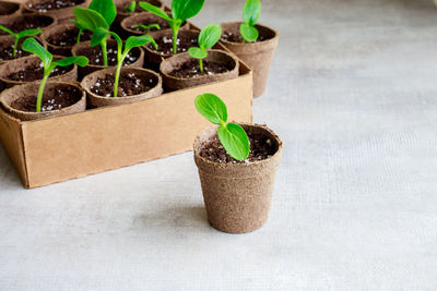 Close-up of potted plant on table