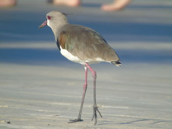 Side view of southern lapwing on shore