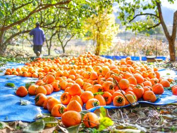 Orange fruits on tree at market stall