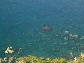 High angle view of plants by sea