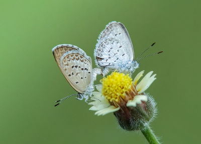 Close-up of butterfly pollinating on flower