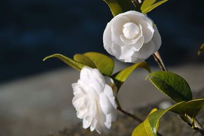 Close-up of white flowering plant