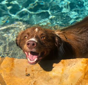 Close-up portrait of a dog in swimming pool