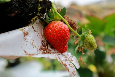 Close-up of strawberry growing on tree